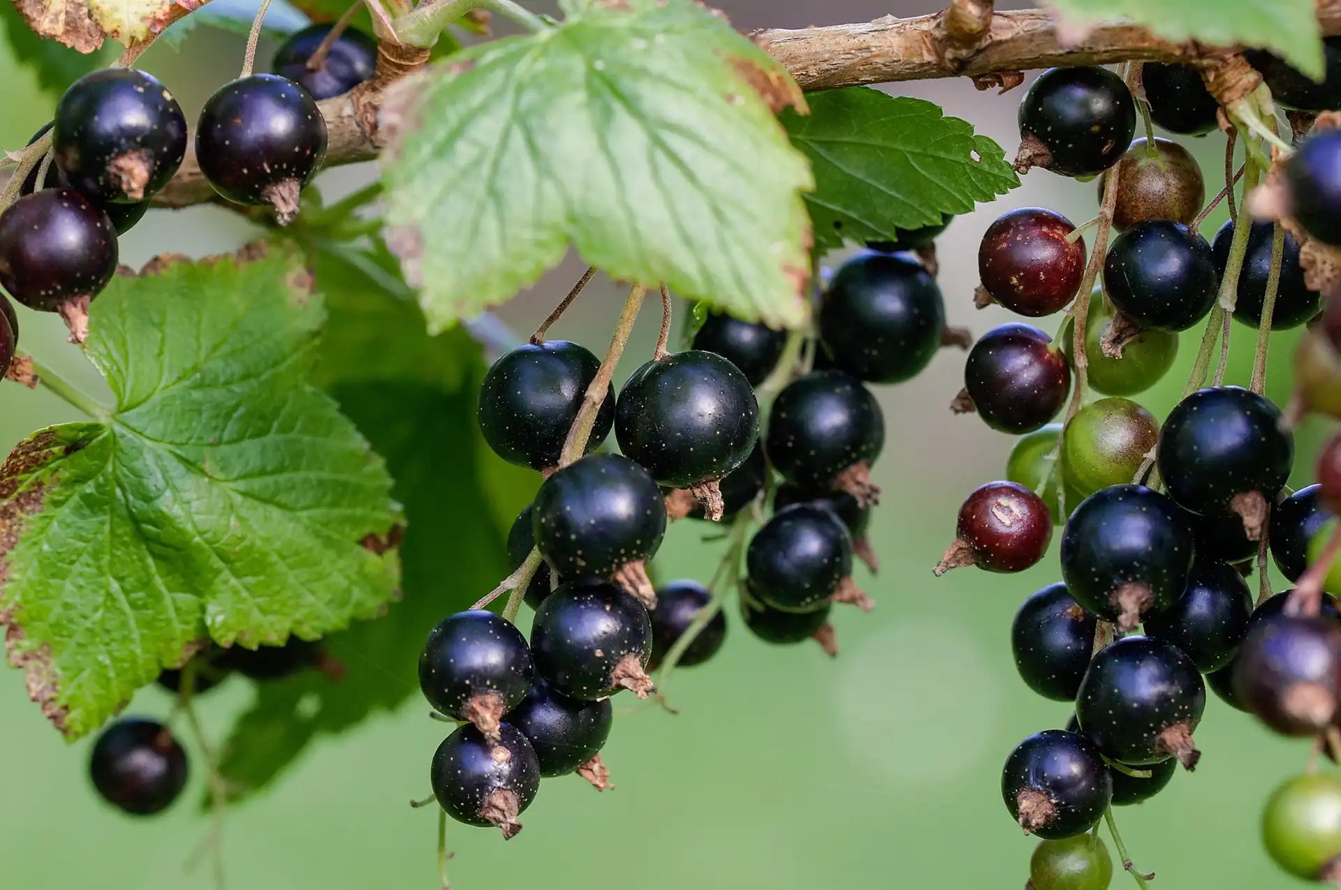 blackcurrant3.webp